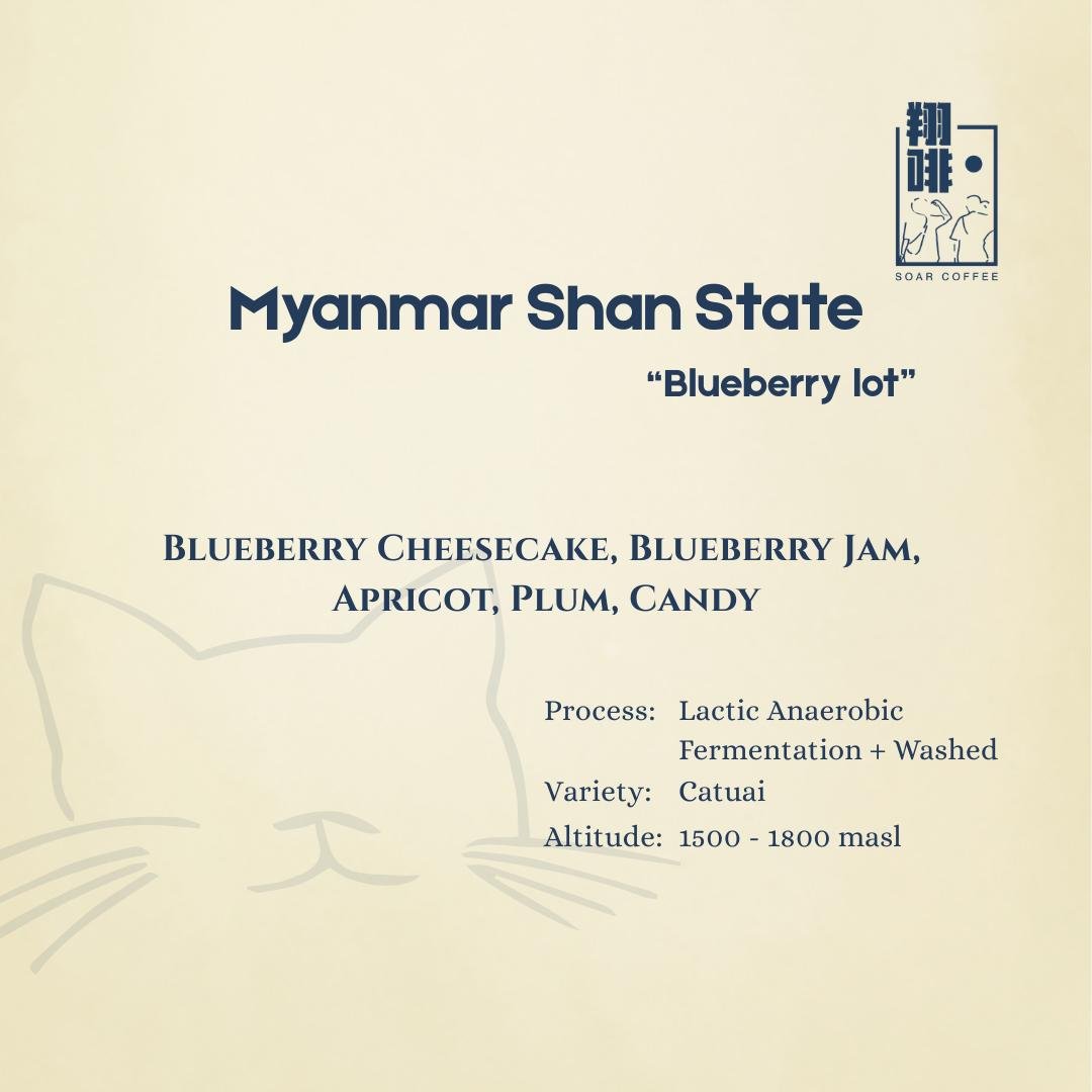 myanmar shan state "blueberry lot" myanmar shan state "blueberry lot"