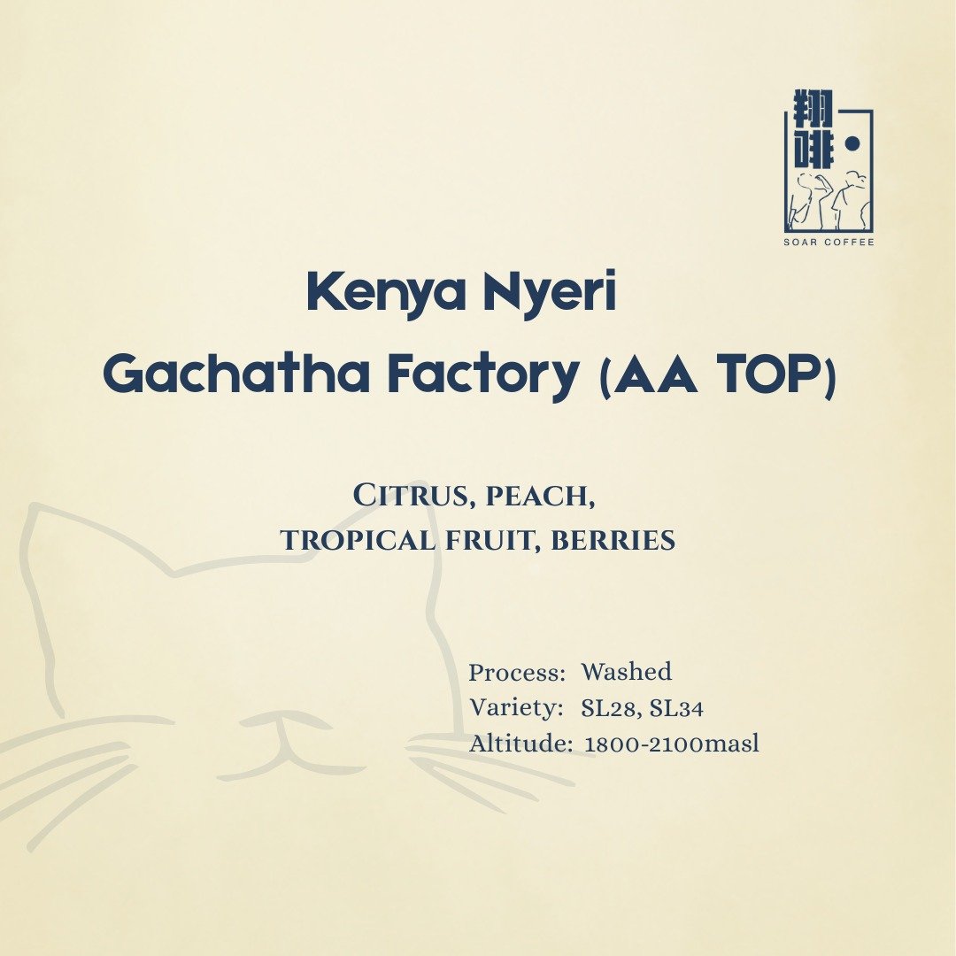 kenya nyeri gachatha factory (aa top) kenya nyeri gachatha factory (aa top)